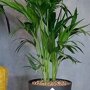 Elho greenville rond zwart met kentia kamerplant